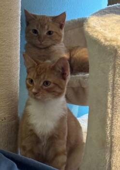 Rescue Domestic Short Hair Cats for Adoption in Washington Township, New Jersey - Chester And Chesney - Bonded Pair | PetCurious