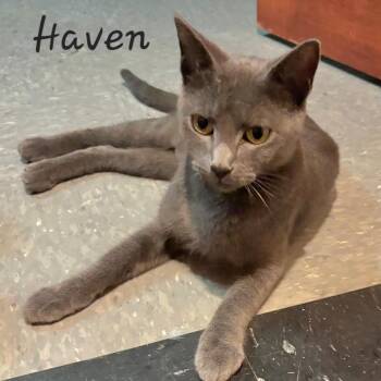 Haven -  Russian Blue and Domestic Short Hair Cat for Adoption in Waldorf, Maryland - Haven | PetCurious