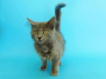 Domestic Medium Hair Cats Available for Adoption in Brentwood, Missouri - MERLIN | PetCurious