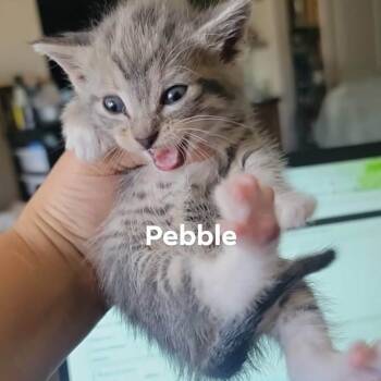 Pebble -  Domestic Short Hair Cat for Adoption in Plainfield, Illinois - Pebble | PetCurious
