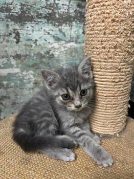Maria -  Domestic Short Hair Cat for Adoption in Paducah, Kentucky - Maria | PetCurious