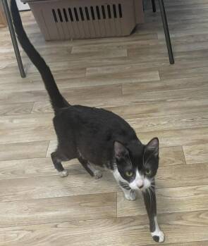 Nurse Dana -  Domestic Short Hair Cat for Adoption in St. Peters, Missouri - Nurse Dana | PetCurious