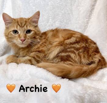 Archie -  Domestic Long Hair Cat for Adoption in Copley, Ohio - Archie | PetCurious