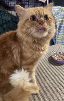 Garfield Z -  Siberian and Maine Coon Cat for Adoption in Brampton, Ontario - Garfield Z | PetCurious