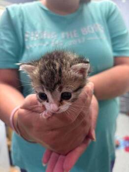 Millie -  Domestic Short Hair Cat for Adoption in Statesboro, Georgia - Millie | PetCurious