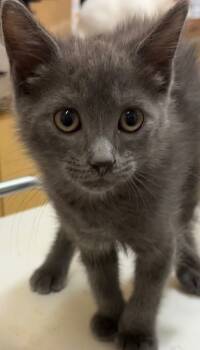 Rescue Domestic Long Hair Cats for Adoption in Elizabethton, Tennessee - BRUTUS | PetCurious