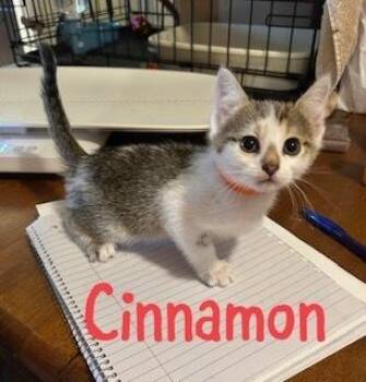 Domestic Short Hair Cats Available for Adoption - Cinnamon | PetCurious
