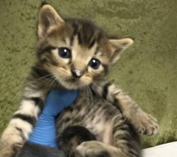 Domestic Short Hair Cats Available for Adoption in Riverside, California - MICHAEL | PetCurious