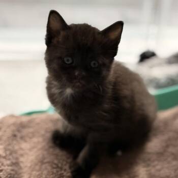 Domestic Short Hair Cats Available for Adoption in Missouri City, Texas - Duck | PetCurious