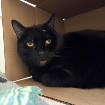 Domestic Short Hair Cats Available for Adoption in Ballston Spa, New York - Mittens | PetCurious