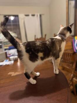 Siamese and Domestic Short Hair Cats Available for Adoption in Plumerville, Arkansas - Dani | PetCurious