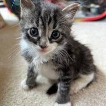 Rescue Tabby Cats for Adoption in Duluth, Georgia - Roscoe | PetCurious