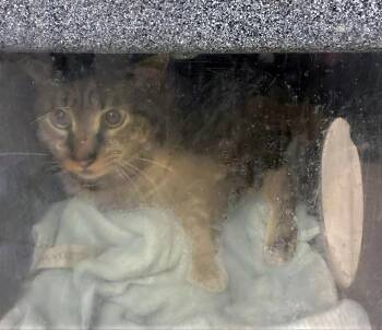 Domestic Short Hair Cats Available for Adoption - Scrub Daddy | PetCurious