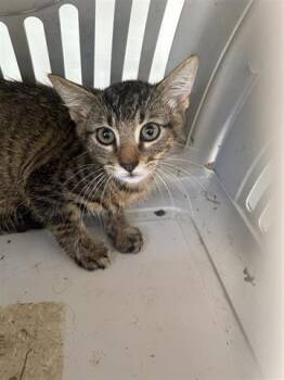 Rescue Domestic Short Hair Cats for Adoption in Houston, Texas - A644051 | PetCurious