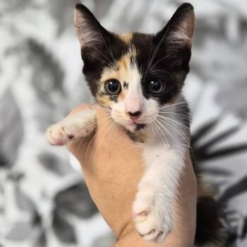 Domestic Medium Hair Cats Available for Adoption in Wahiawa, Hawaii - Princess Peach | PetCurious
