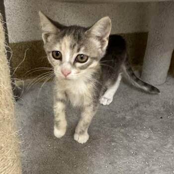 Crumpet -  Domestic Short Hair Cat for Adoption in Naperville, Illinois - Crumpet | PetCurious