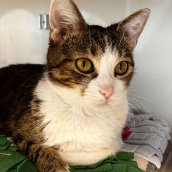 Tiddly -  Domestic Short Hair Cat for Adoption in Wheeling, Illinois - Tiddly | PetCurious