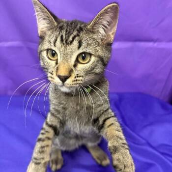 Kelvin -  Domestic Short Hair Cat for Adoption in North Myrtle Beach, South Carolina - Kelvin | PetCurious