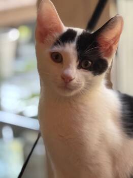 Rescue Domestic Short Hair Cats for Adoption in Hampton, Virginia - Porcini | PetCurious