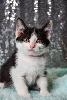 Trudy -  Domestic Short Hair Cat for Adoption in Yakima, Washington - Trudy | PetCurious