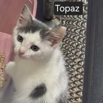 Topaz -  Domestic Short Hair Cat for Adoption in Snow Hill, North Carolina - Topaz | PetCurious