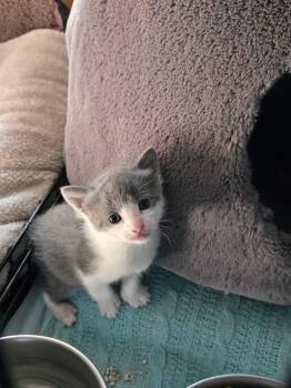 Mike -  Domestic Short Hair Cat for Adoption in Clifton, New Jersey - Mike | PetCurious