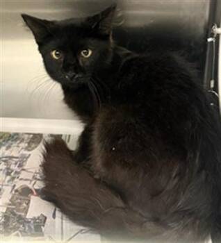 DEBBIE -  Domestic Short Hair Cat for Adoption in Dallas, Texas - DEBBIE | PetCurious