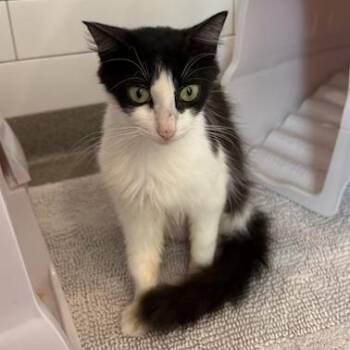 Penny -  Domestic Medium Hair Cat for Adoption in Jupiter, Florida - Penny | PetCurious