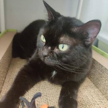 Rescue Domestic Short Hair Cats for Adoption in Sarasota, Florida - Zelda | PetCurious