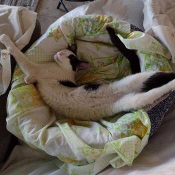 Domestic Short Hair Cats Available for Adoption in Las Vegas, Nevada - Romeo | PetCurious