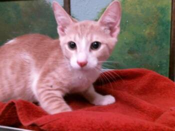 LETTUCE -  Domestic Short Hair Cat for Adoption in Houston, Texas - LETTUCE | PetCurious