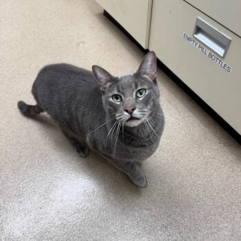 Pippin -  Domestic Short Hair and Mixed Breed Cat for Adoption in Oshkosh, Wisconsin - Pippin | PetCurious