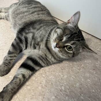 FALAFEL (CR/SC) -  Domestic Short Hair Cat for Adoption in Sainte-angèle-de-monnoir, Quebec - FALAFEL (CR/SC) | PetCurious