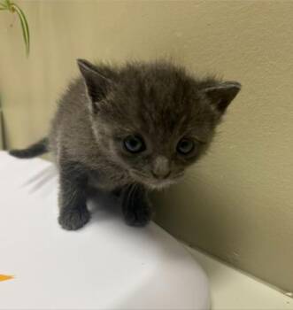 Lock -  Domestic Short Hair Cat for Adoption in Fishers, Indiana - Lock | PetCurious