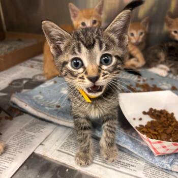 Domestic Short Hair Cats Available for Adoption in Belleville, Illinois - Furrari | PetCurious