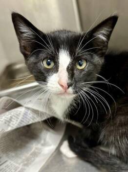 Chance -  Domestic Short Hair Cat for Adoption in Wichita, Kansas - Chance | PetCurious