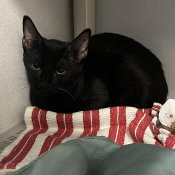 Nancy -  Domestic Short Hair Cat for Adoption in Dover, New Hampshire - Nancy | PetCurious
