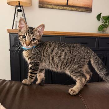 Oscar -  Domestic Short Hair Cat for Adoption in Tustin, California - Oscar | PetCurious