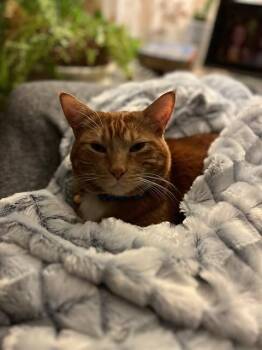 MARTY -  Domestic Short Hair Cat for Adoption in San Francisco, California - MARTY | PetCurious