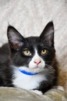 Domestic Medium Hair and Domestic Short Hair Cats Available for Adoption in Yakima, Washington - Aerosmith | PetCurious