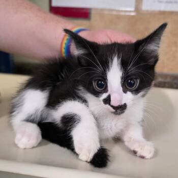 Domestic Short Hair Cats Available for Adoption in Eureka Springs, Arkansas - Cilantro | PetCurious