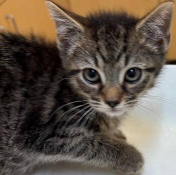 HUNTER -  Domestic Short Hair Cat for Adoption in Elizabethton, Tennessee - HUNTER | PetCurious