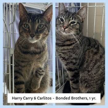 Rescue Domestic Short Hair Cats for Adoption in Mokena, Illinois - Harry Carry & Carlitos | PetCurious