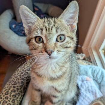 Zody -  Domestic Short Hair Cat Available for Adoption in Lakewood, California - Zody | PetCurious