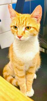 Peaches -  Domestic Short Hair Cat for Adoption in Philadelphia, Pennsylvania - Peaches | PetCurious