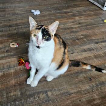RENEE - (ch) -  Calico Cat for Adoption in Burlington, Washington - RENEE - (ch) | PetCurious