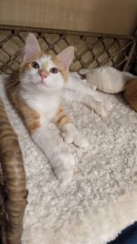 Lola -  Domestic Medium Hair Cat for Adoption in Missoula, Montana - Lola | PetCurious