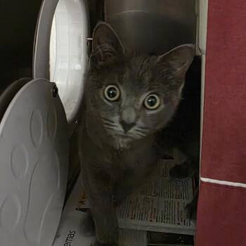 Dennis -  Domestic Short Hair Cat for Adoption in Kennebunk, Maine - Dennis | PetCurious
