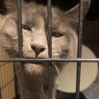 Rain -  Domestic Short Hair Cat for Adoption in Idaho Falls, Idaho - Rain | PetCurious