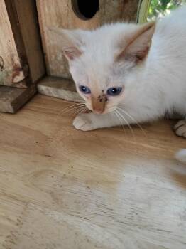 Rescue Domestic Short Hair and Siamese Cats for Adoption in Salisbury, North Carolina - JJ | PetCurious